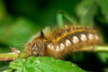 close up of a caterpillar, Euthrix potatoria