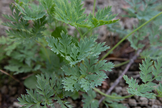 fringed bleeding heart-Dicentra eximia