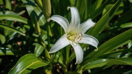 Fototapeta premium White lily flower surrounded by green leaves in nature.