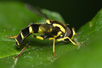Hover fly on a leaf, Xanthogramma species