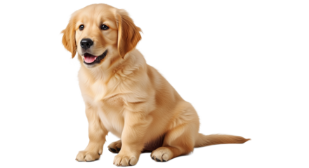 Happy Golden Retriever Puppy on White