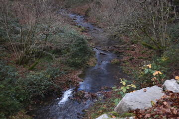 Río en Selva de Irati