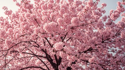 Cherry blossom tree in full bloom with pink flowers. Springtime scene, nature, floral beauty. Seasonal and botanical imagery.