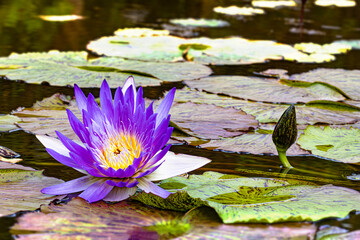 Le n&eacute;nuphar violet