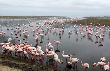 Flamants rose a Swakopmund, Namibie