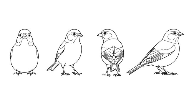 Sparrow line art collection: four intricate bird designs for nature lovers
