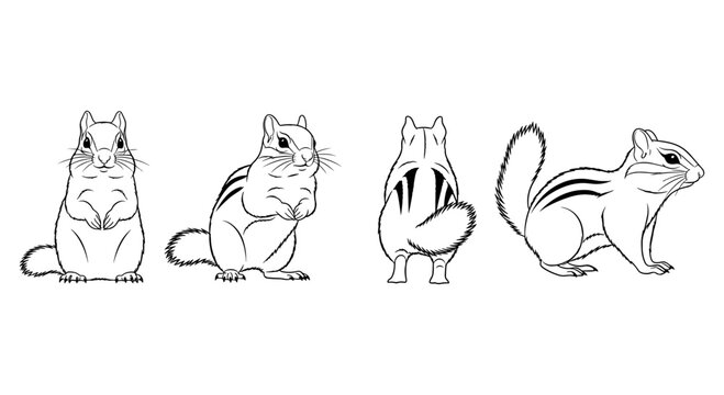 Chipmunk outline drawings: front, back, side views for design projects