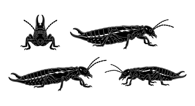 Detailed black insect silhouette of various earwig poses on white background