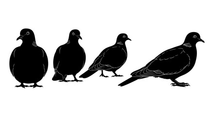 Obraz premium Silhouette pigeons set in different poses on white background