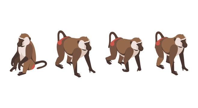 Set of four flat style baboons in various poses on white background