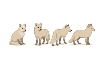 Arctic fox series in flat design: sitting and standing poses