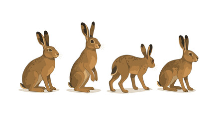 Four brown hares in different poses on white background
