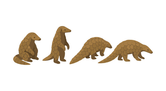 Cute pangolin set displaying various poses in flat style