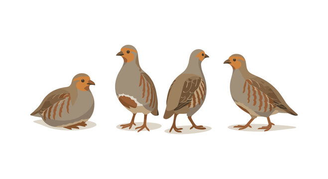 Flat partridge bird set: group of birds in various poses on white background