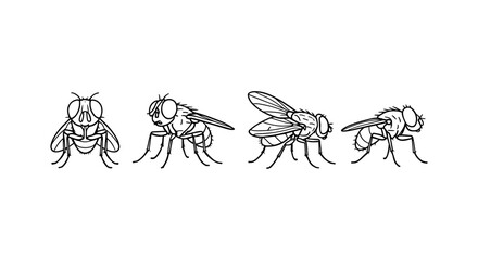 Detailed line art of common housefly from multiple angles