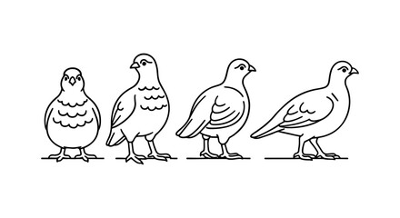 Linear bird outline art: minimalist pigeon and dove designs