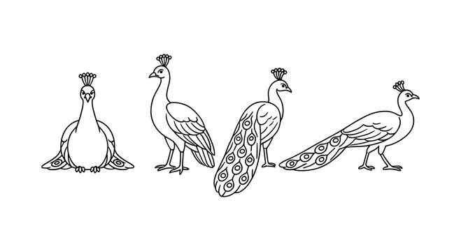 Peacock line art: detailed black and white sketches of peacocks in different poses