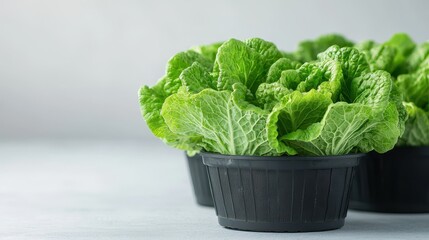 Fresh Green Lettuce Heads in Black Pots on Gray Surface