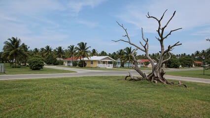 A dead tree in a grassy field with palm trees and houses in the background.
