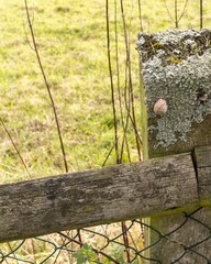Snail crawling on wooden fence post in a field