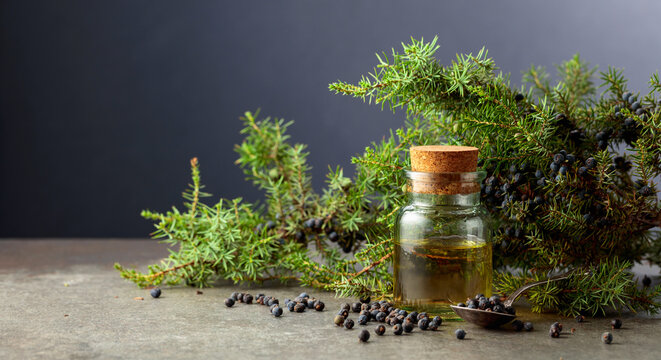 Juniper berry essential oil and branches with fresh berries.