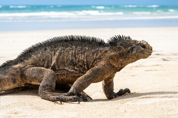 Marine iguana on the sandy shores of Isabela Island, Galapagos Archipelago, Ecuador