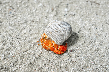 Hermit crab on a white sand beach in Maupiti, French Polynesia