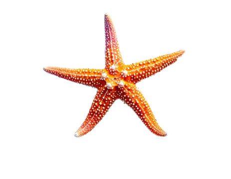 Starfish Against Blackness, Isolated