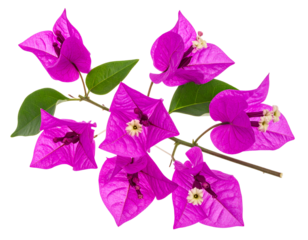 Vibrant Pink Flowers On A Branch