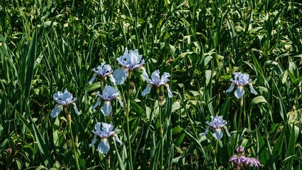 Fototapeta premium Cluster of light purple flowers blooming amidst tall green grass in a natural setting.