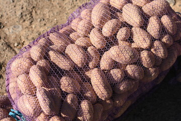 Purple mesh bag filled with potatoes lying on asphalt, medium shot, natural light.