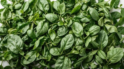Dense green leafy plants, possibly spinach or similar foliage. The image is from 1991.