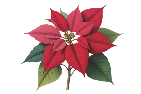 Vibrant red poinsettia flower with green leaves isolated on transparent background - Powered by Adobe