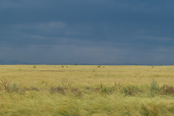Fototapeta premium Yellow field under a dark blue cloudy sky. High-contrast minimalist landscape, dramatic natural scene, serene and open countryside.