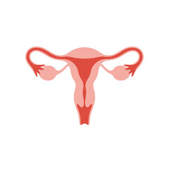 Female Reproductive System Vector Anatomy Illustration