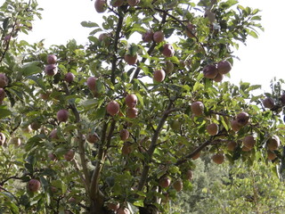 MANZANO CON MANZANAS ROJAS