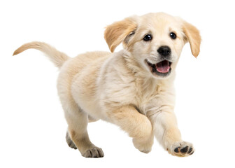 Adorable golden retriever puppy with an open mouth and happy expression running and playing, perfect for pet care advertising and animal lover websites.