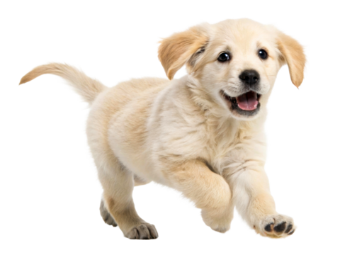 Adorable golden retriever puppy with an open mouth and happy expression running and playing, perfect for pet care advertising and animal lover websites.