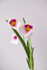 Blooming of Miltoniopsis phalaenopsis orchids on white background.
