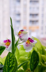 Blooming of Miltoniopsis phalaenopsis orchids on windowsill.