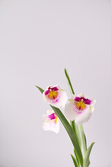 Blooming of Miltoniopsis phalaenopsis orchids on white background.