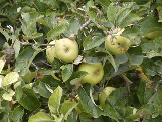 Manzanas amarillas en un manzano