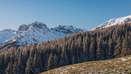 Snow-capped mountain range with dense forest in the foreground under a clear blue sky.