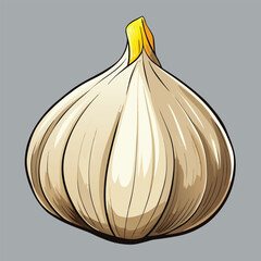 vector illustration of garlic
