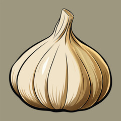 vector illustration of garlic