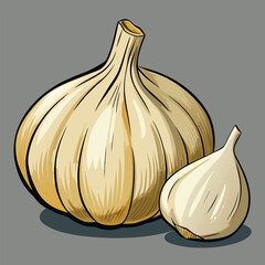 vector illustration of garlic