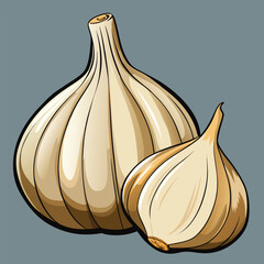 vector illustration of garlic