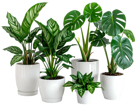 Indoor Plants Displayed in White Pots