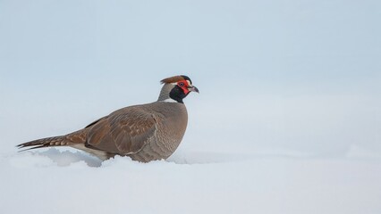 Obraz premium A bird standing on snow, with a blurred light blue sky in the background.