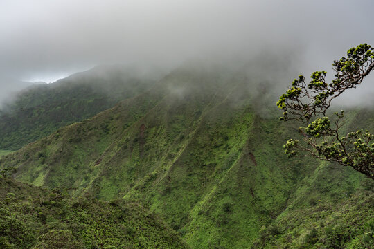Metrosideros polymorpha, ʻōhiʻa lehua, is a species of flowering evergreen tree in the myrtle family, Myrtaceae. Mauʻumae Ridge Trail (Puʻu Lanipō), Honolulu, Oahu, Hawaii. Koʻolau Range	
